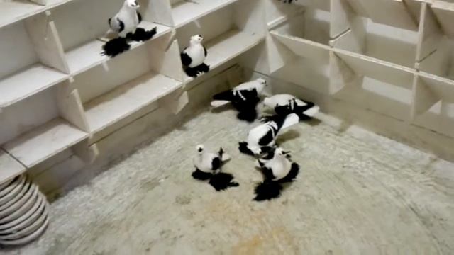 Czajki saksońskie czarne, Sächsische Flügeltaube, Саксонские голубями чибис смотреть онлайн