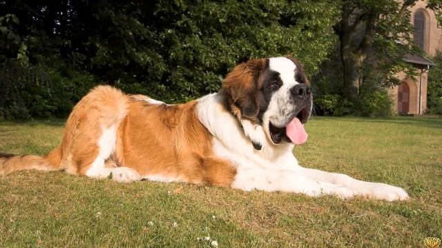 МОСКОВСКАЯ СТОРОЖЕВАЯ ИЛИ СЕНБЕРНАР КАКАЯ СОБАКА ЛУЧШЕ смотреть онлайн