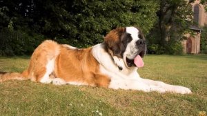 МОСКОВСКАЯ СТОРОЖЕВАЯ ИЛИ СЕНБЕРНАР КАКАЯ СОБАКА ЛУЧШЕ