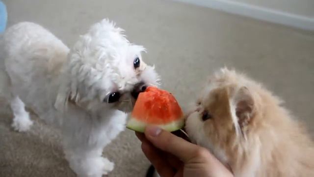 Кошка Фруктоед ест арбуз смотреть онлайн