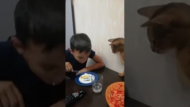 Чем накормить кота