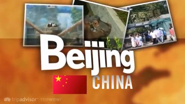 Beijing Zoo - Beijing, China смотреть онлайн