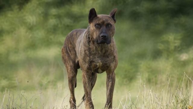 АЛАНО ПРОТИВ НАГАЗИ КТО ПОБЕДИТ? Бульдог или Волкодав! смотреть онлайн