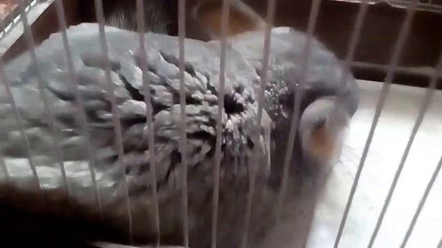 Купаем шиншиллу в песочке смотреть онлайн