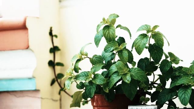 [Vlog 01] Glamis Castle rose смотреть онлайн