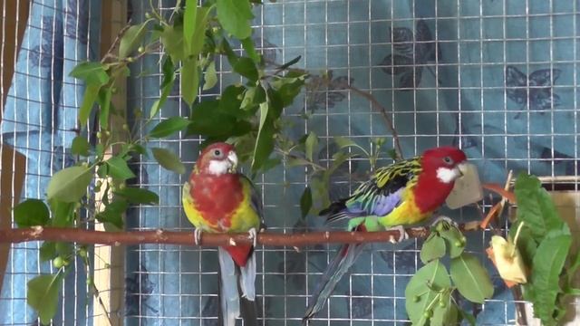 Разведение розелл. Этап разведения 2 ПТИЧЬЯ ЛЮБОВЬ смотреть онлайн