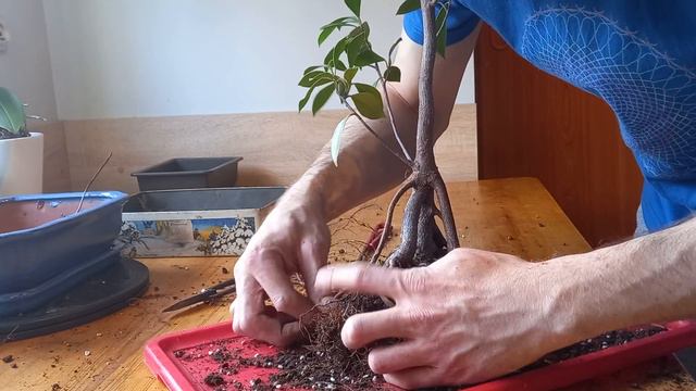 Fikus ,,ginseng'' bonsai-przesadzanie смотреть онлайн
