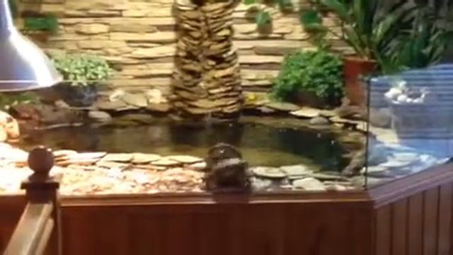 Черепахи. Знакомый голос. смотреть онлайн