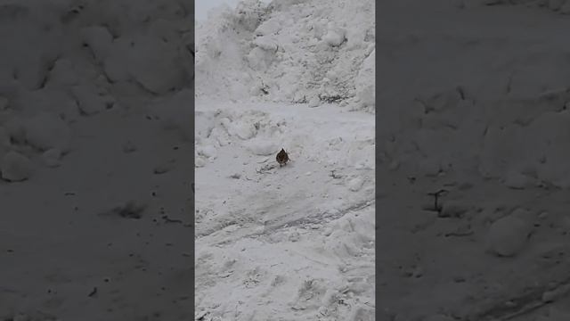 Какой то кудяблик смотреть онлайн