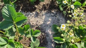 Клубника ЦВЕТЁТ! Лучшая ПОДКОРМКА клубники во время ЦВЕТЕНИЯ для СУПЕР УРОЖАЯ  крупных ягод!