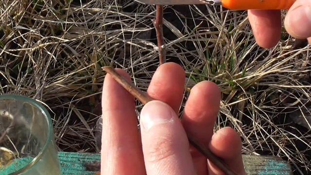 Щеплення дерев. Найпростіший спосіб. Черешню на вишню | Grafting fruit trees | 接树 смотреть онлайн