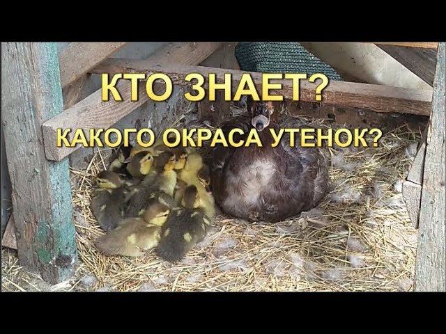 ЗАМУЧАЛА МЕНЯ УТКА, у нас продолжаются выводится утята смотреть онлайн