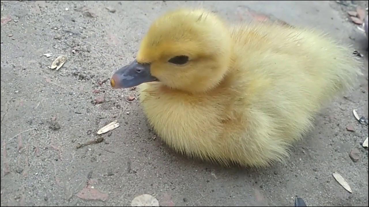 НЯНЬКА ДЛЯ УТЯТ, релакс на 5 минут. baby sitter for ducklings смотреть онлайн