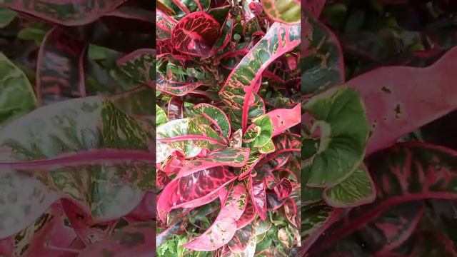 变叶木 Codiaeum Variegatum смотреть онлайн