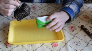 Омоложение картофеля - выращиваем супер элиту