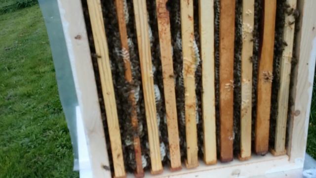 что показывает отводок с маткой карника ф1 на медосборе 2017 смотреть онлайн