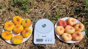 СРАВНЕНИЕ СОРТОВ ИНЖИРНОГО ПЕРСИКА