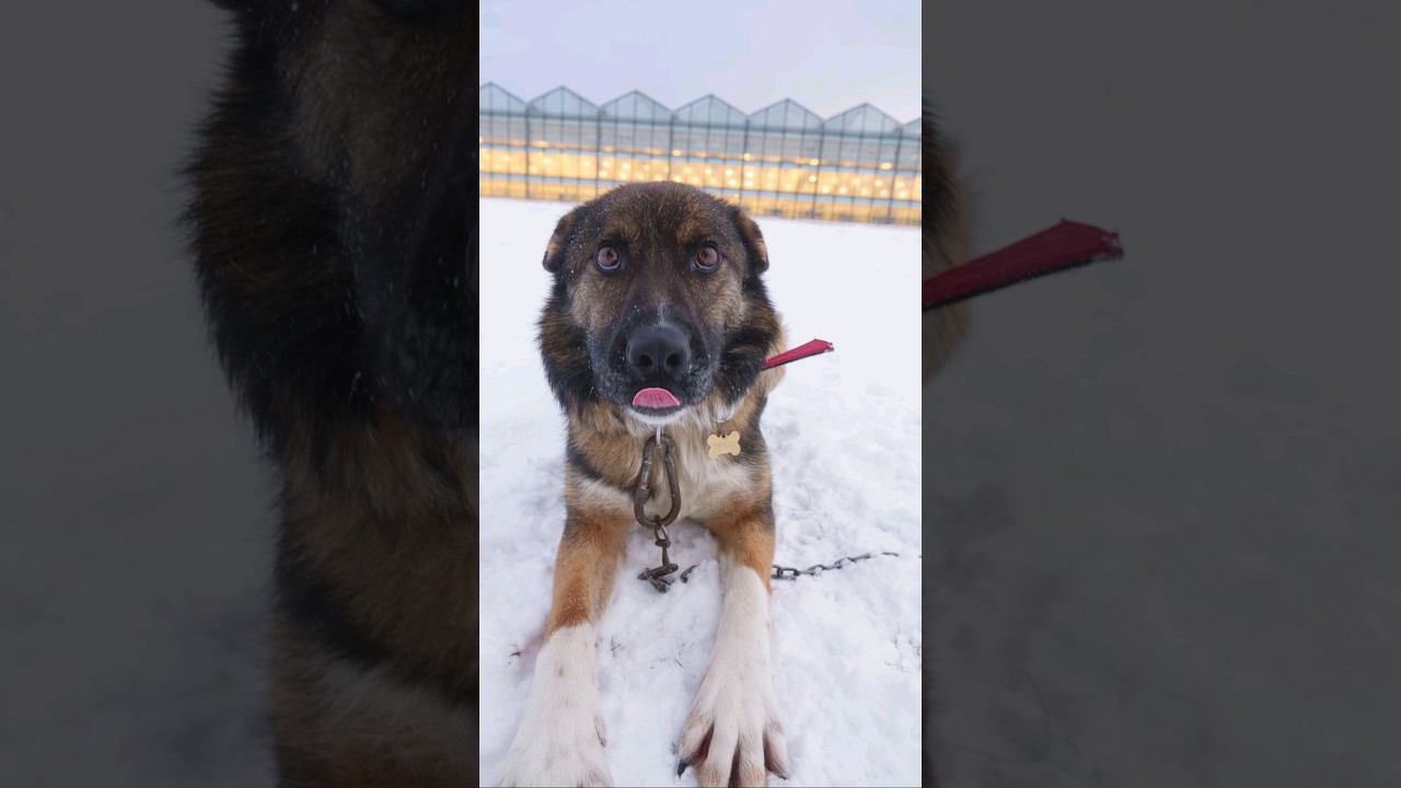 Танцуют все! смотреть онлайн