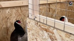 Жизнь в деревне. Разведение фазанов. ЛПХ. Village life. Breeding pheasants.