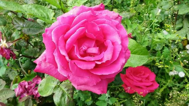 Morning Jewel Pink. смотреть онлайн