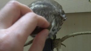 Домовый сыч Гнусь. Нежности.