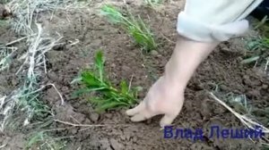 Посадить хрен у себя в огороде. Как вырастить хрен.