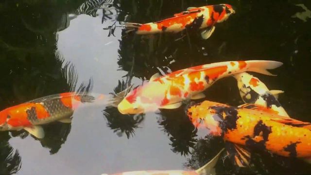 Притчи о рыбах и воде - устное народное творчество о жизни и ее путях смотреть онлайн