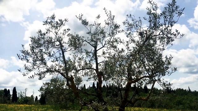 #15 What triggered my inferiority complex. Mind games turned lessons. Life under the Tuscan sun. смотреть онлайн