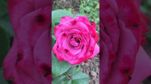 Роза Клод Брассер 2019 смотреть онлайн