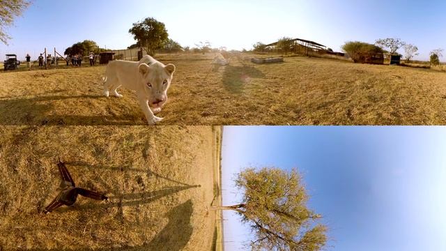 Surrounded By White Lions - 4K 360° VR