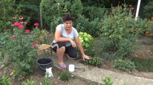 Уход за ромашкой после цветения  Что нужно сделать обязательно