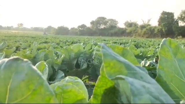 Syngenta Actara Insecticide | actara insecticide | Thiamethoxam 25%WG смотреть онлайн