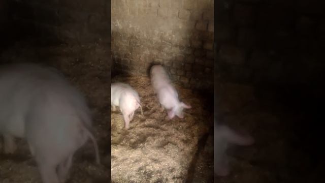 Белые свиньи зимой в домашних условиях смотреть онлайн