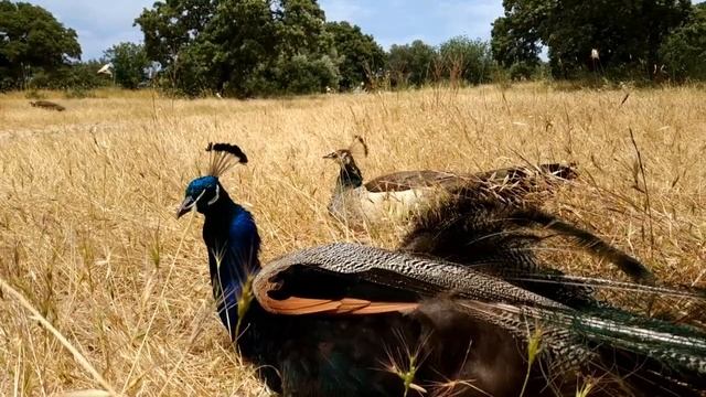 Звук павлина, щебетание павлина, голос павлина, крик павлина. Звуки животных! смотреть онлайн