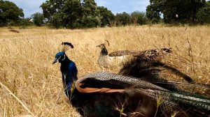 Звук павлина, щебетание павлина, голос павлина, крик павлина. Звуки животных!