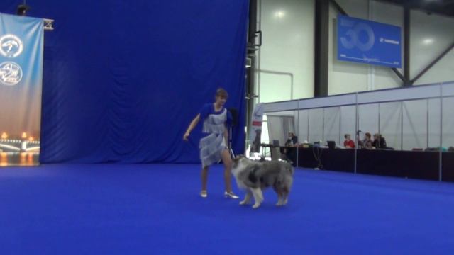 Голубева Анетта Австралийская овчарка Яркая удача Алдар Дебют-Фристайл