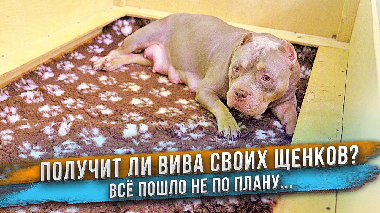 Я дал щенков Виве, чтобы посмотреть что будет.... смотреть онлайн