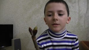Как распускаются почки: познавательное видео для детей.
