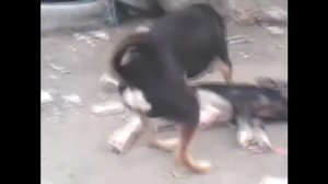 Собака извращенец!Пердолит свинью!!!