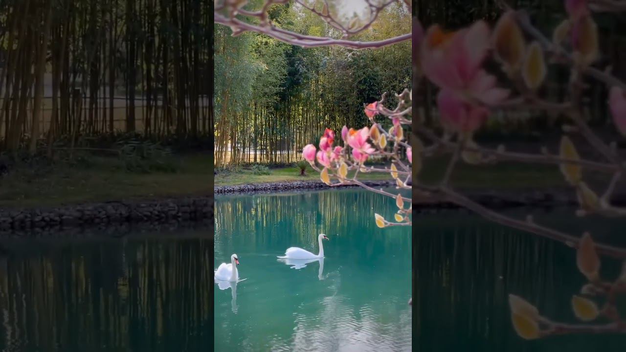 На старт, внимание, март!Всем доброго утра! #shorts #дендрарий #март #сочи смотреть онлайн