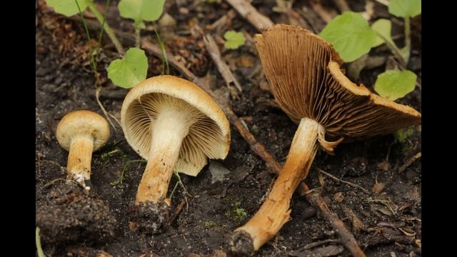 Inocybe dulcamara смотреть онлайн