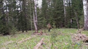 Охота на медведя. Весна 2023