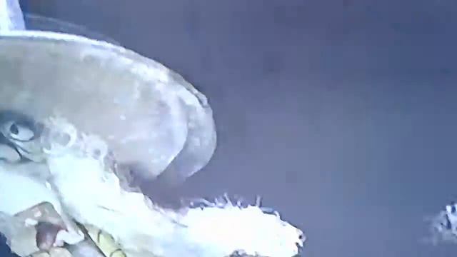 Disney Music - This Is Halloween (From Disney’s The Nightmare Before Christmas) смотреть онлайн