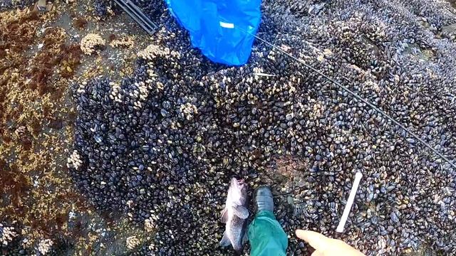 РАЗДАЧА МОРСКОЙ РЫБЫ С БЕРЕГА НА ТИХОМ ОКЕАНЕ В США. РЕЦЕПТ. РЫБА И ЛИМОННЫЙ ЧЕСНОЧНЫЙ СОУС. РЫБАЛК смотреть онлайн