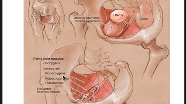 Fisiopatologia de la Incontinencia urinaria. Estudiantes de medicina. Universidad De los Andes смотреть онлайн