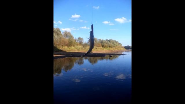 Megabass Dog X Jr Coayu