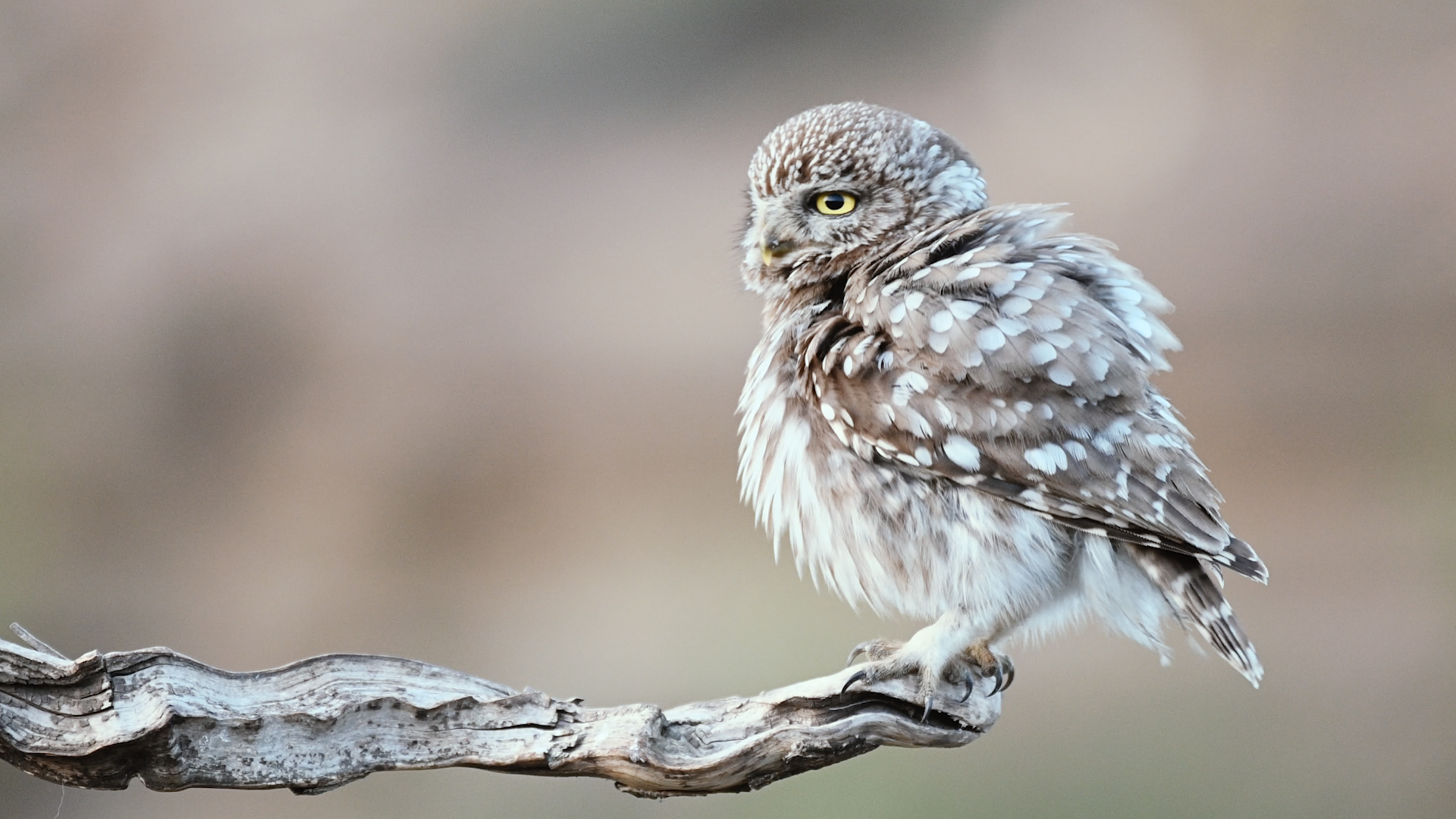 Домовый сыч. Самец смотреть онлайн