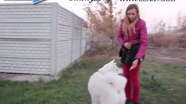 Движение собаки Рядом. Как научить собаку правильной команде Рядом? Секреты обучения