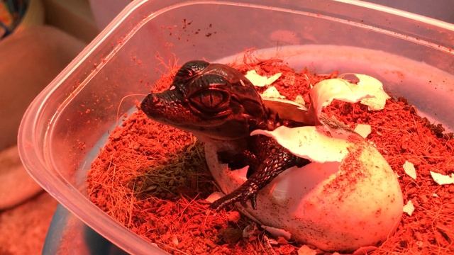 Вылупление крокодила | Hatching crocodile смотреть онлайн