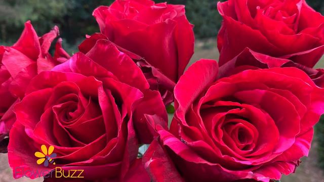 Rose Red Panther смотреть онлайн